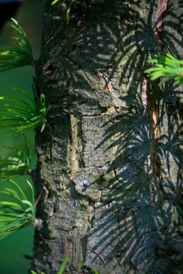 Pseudolarix amabilis - pamodřín půvabný - borka